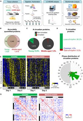 Aging Disrupts the Circadian Patterns of Protein Expression in the Murine Hippocampus
